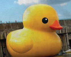 rubber duck