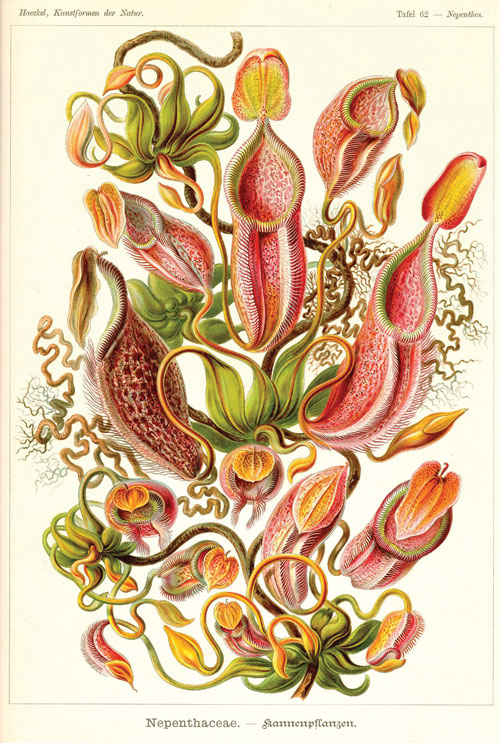 irudia